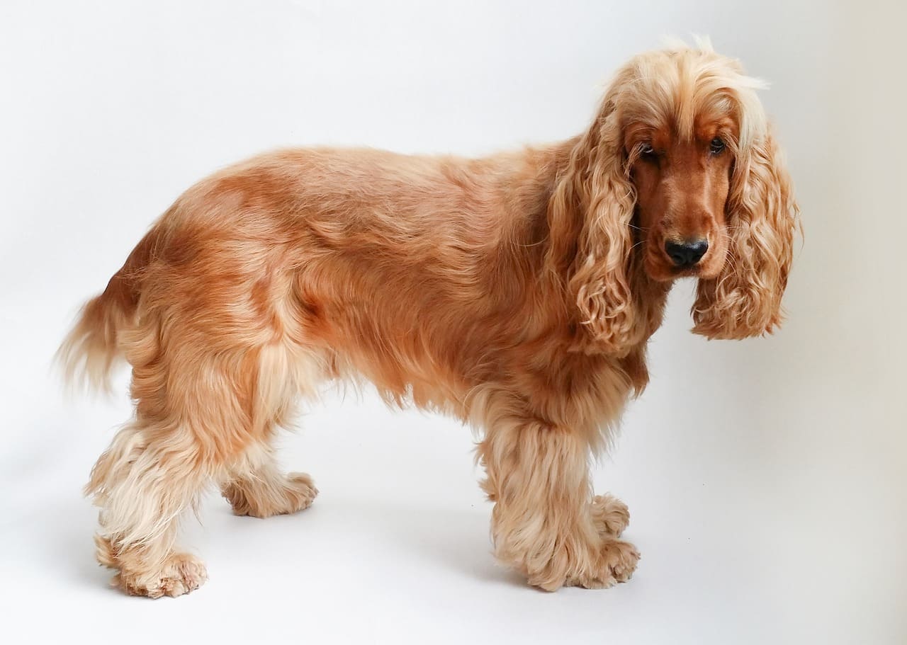 17-enigmatic-facts-about-english-cocker-spaniel