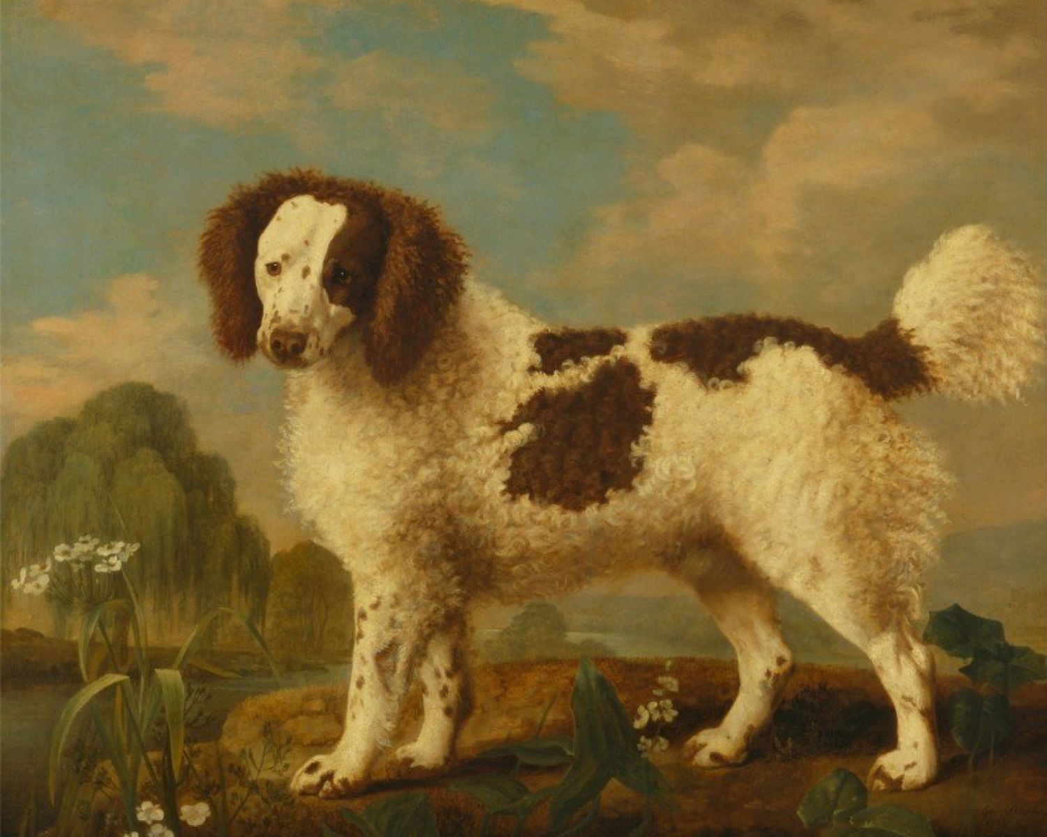 17-enigmatic-facts-about-norfolk-spaniel