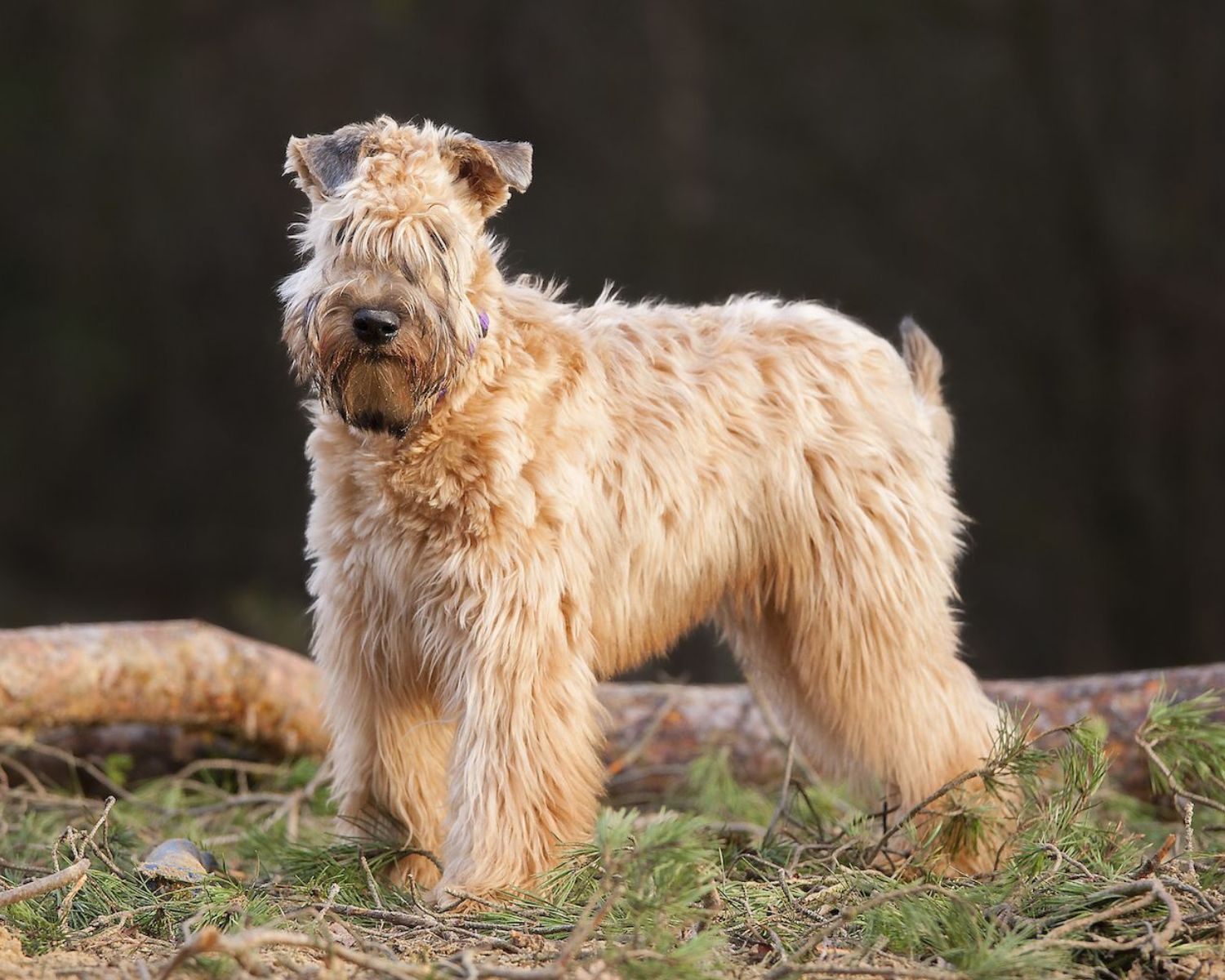 17-enigmatic-facts-about-soft-coated-wheaten-terrier