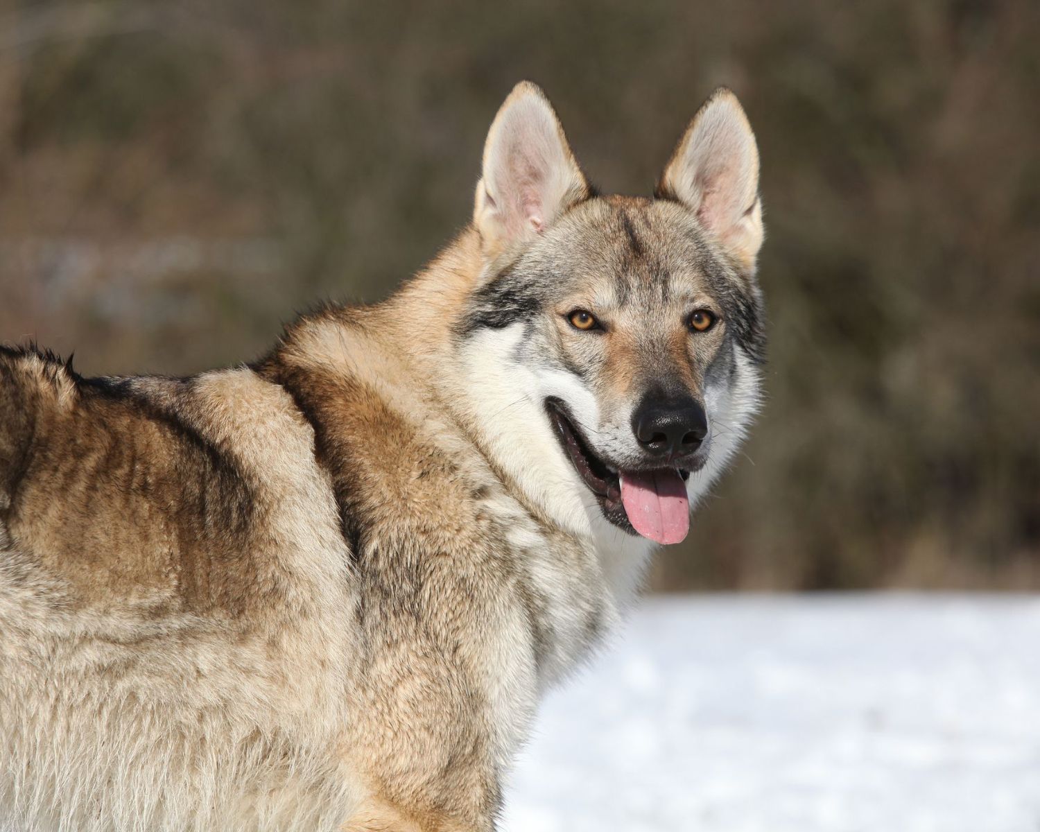 17-extraordinary-facts-about-czechoslovakian-vlcak-czechoslovakian-wolfdog