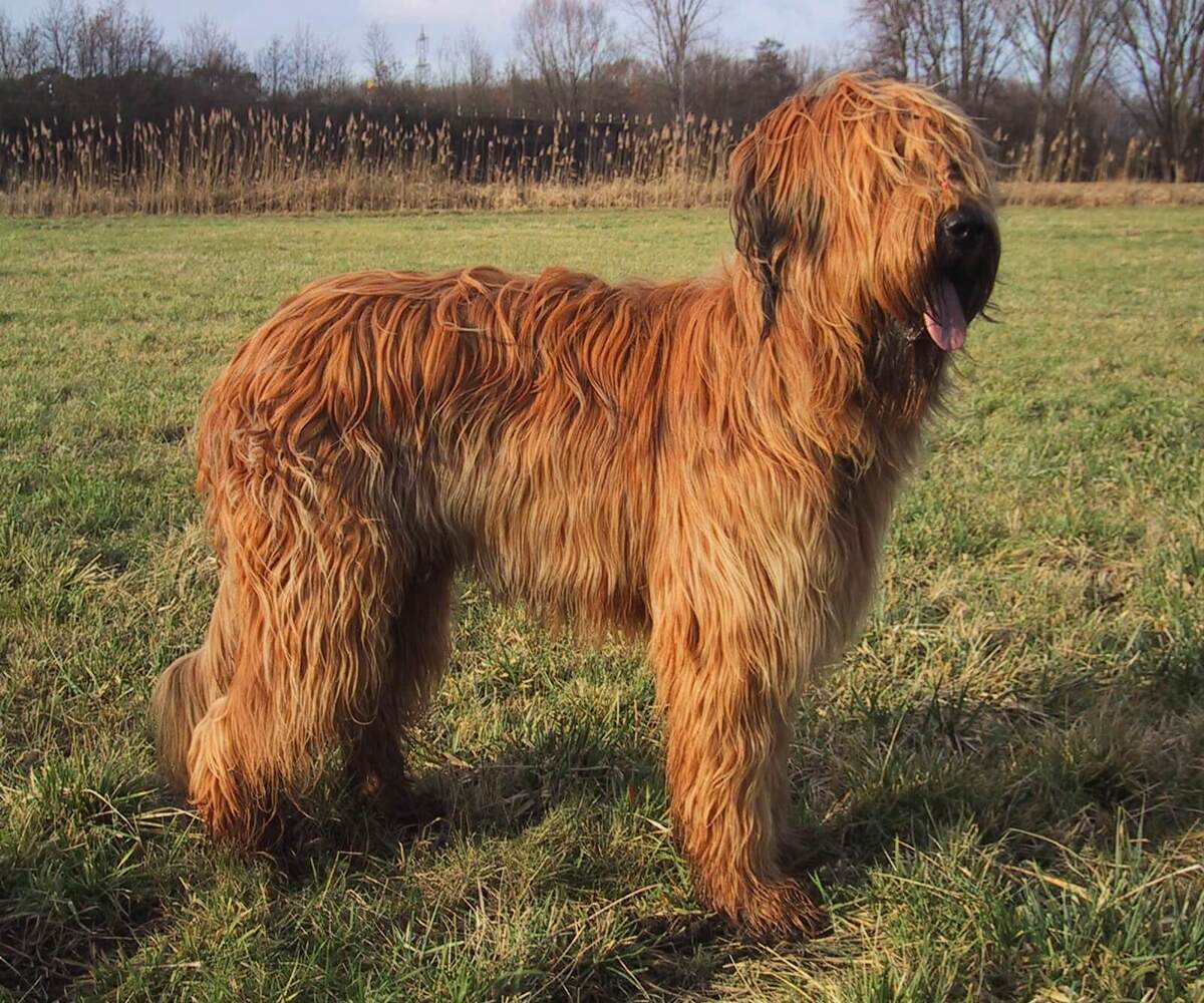 17-fascinating-facts-about-briard