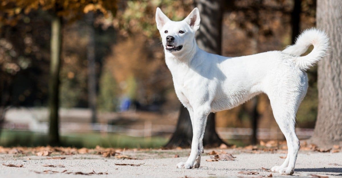 17-fascinating-facts-about-canaan-dog