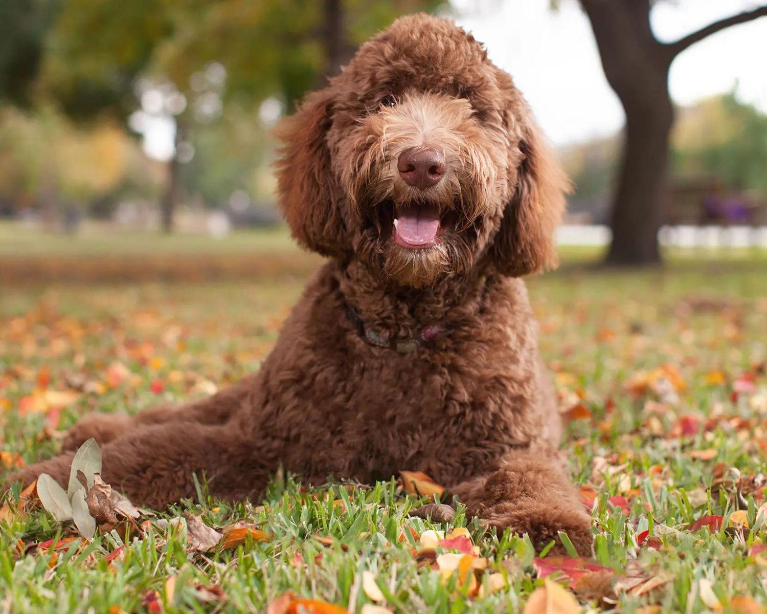 17-fascinating-facts-about-labradoodle