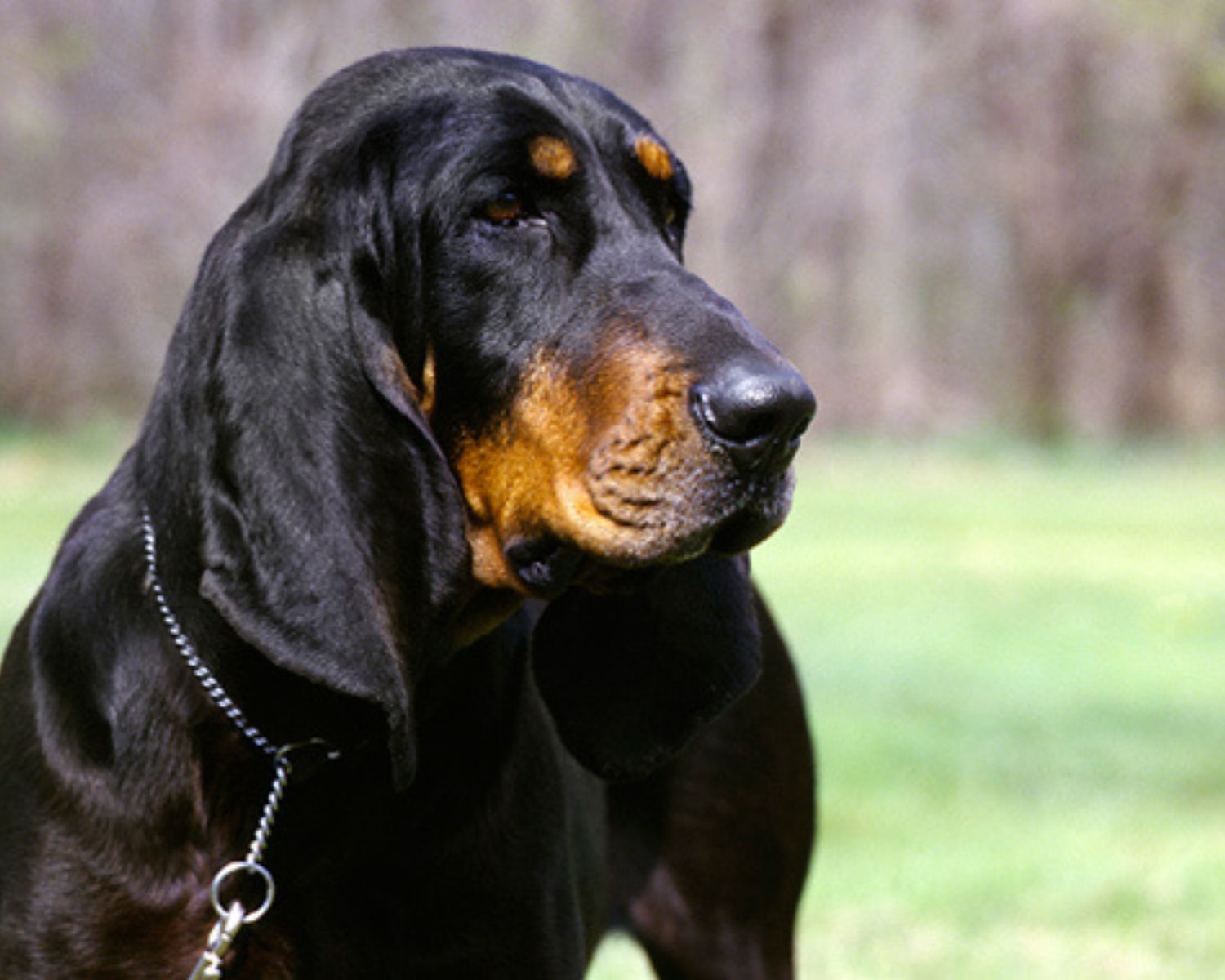 coonhound black and tan