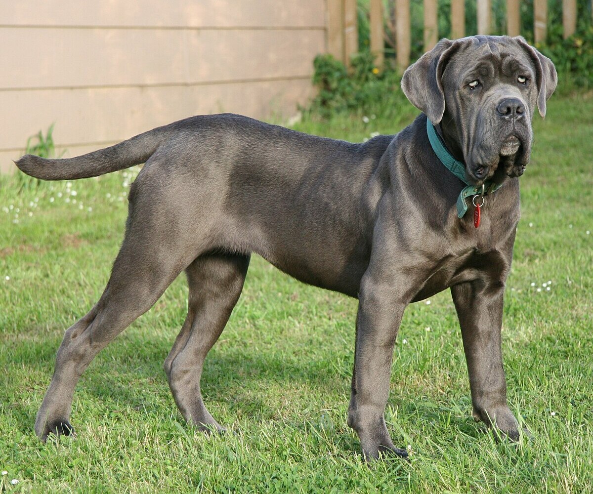 17-intriguing-facts-about-neapolitan-mastiff