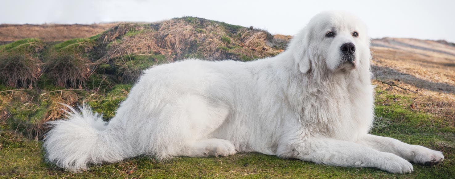 17-intriguing-facts-about-polish-tatra-sheepdog