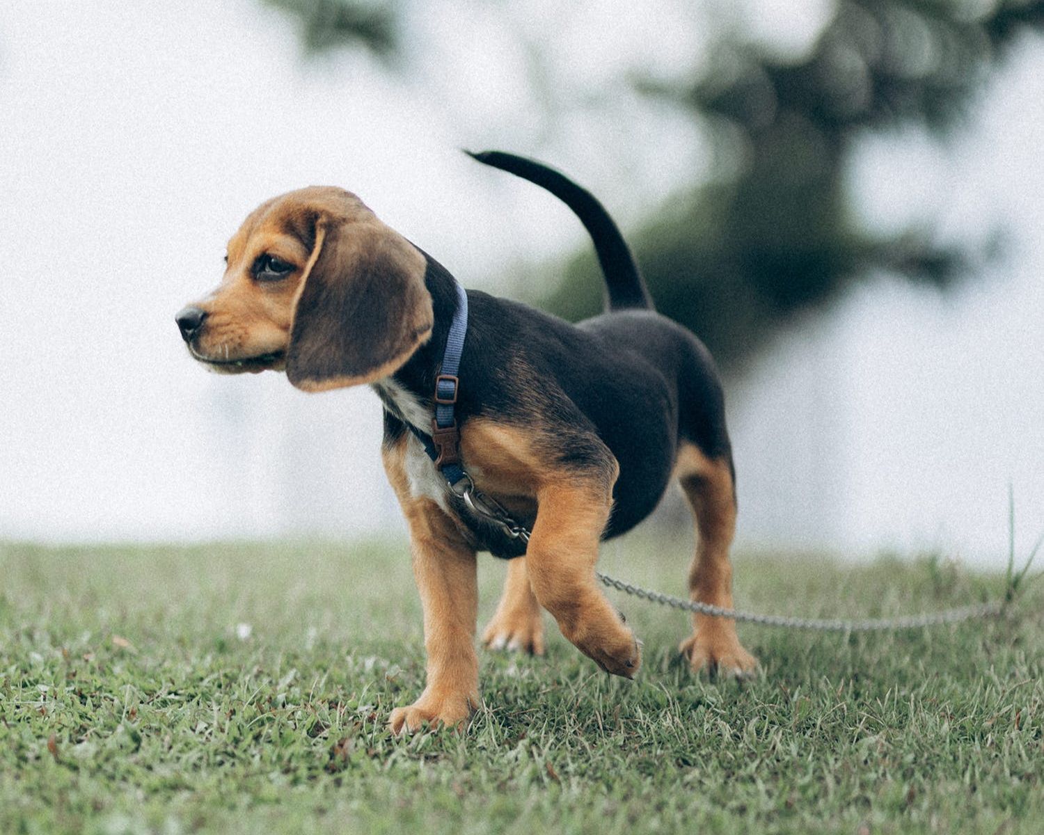 17-surprising-facts-about-kerry-beagle