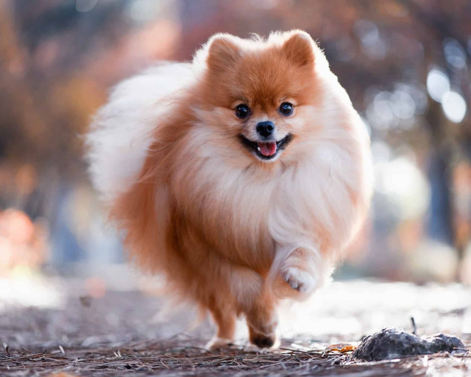 17-surprising-facts-about-pomeranian