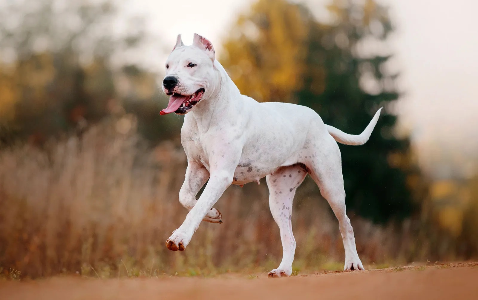 18-astounding-facts-about-dogo-argentino