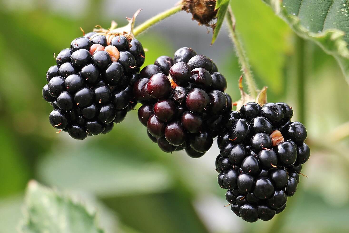 18-blackberry-fun-facts