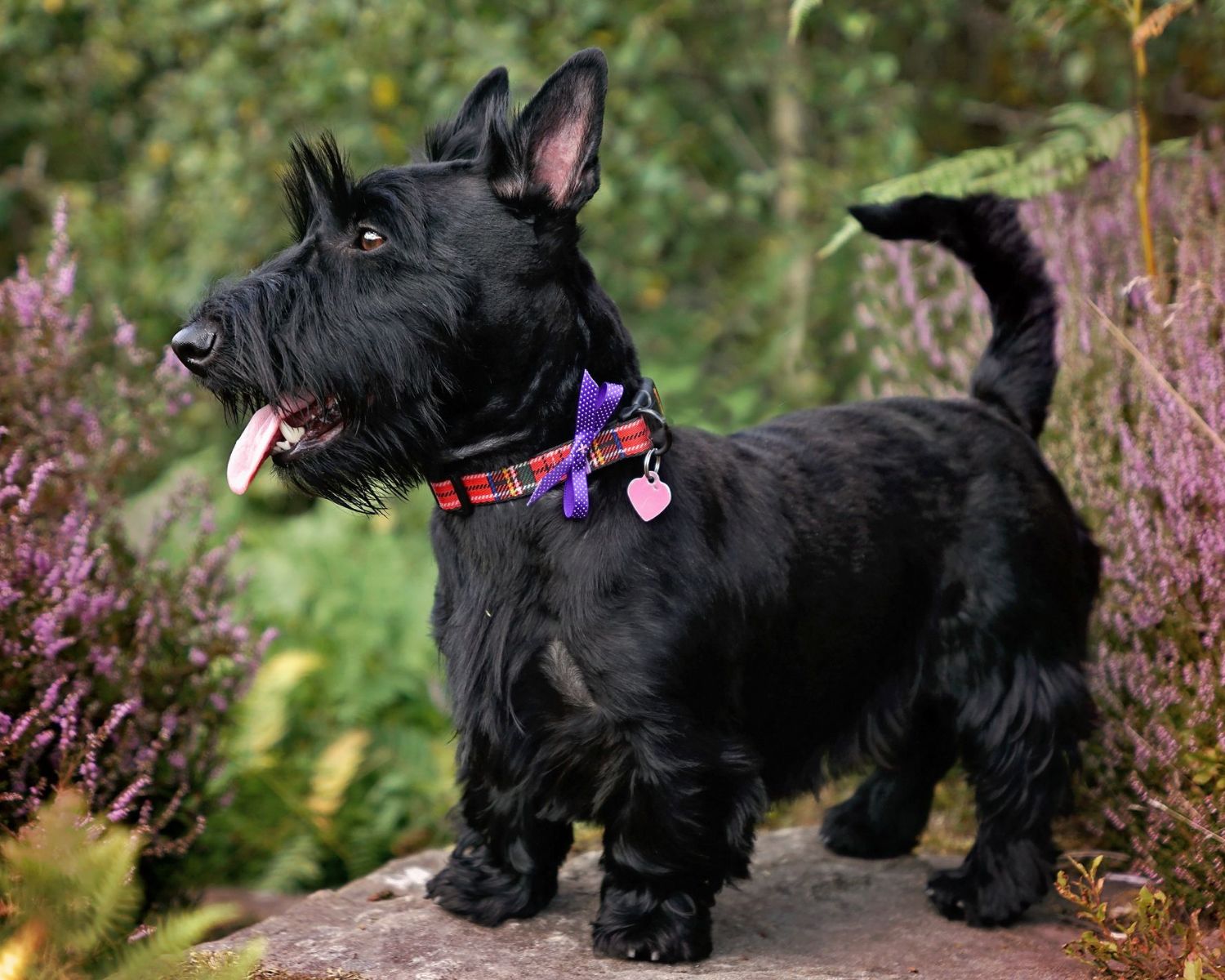 18-captivating-facts-about-scottish-terrier