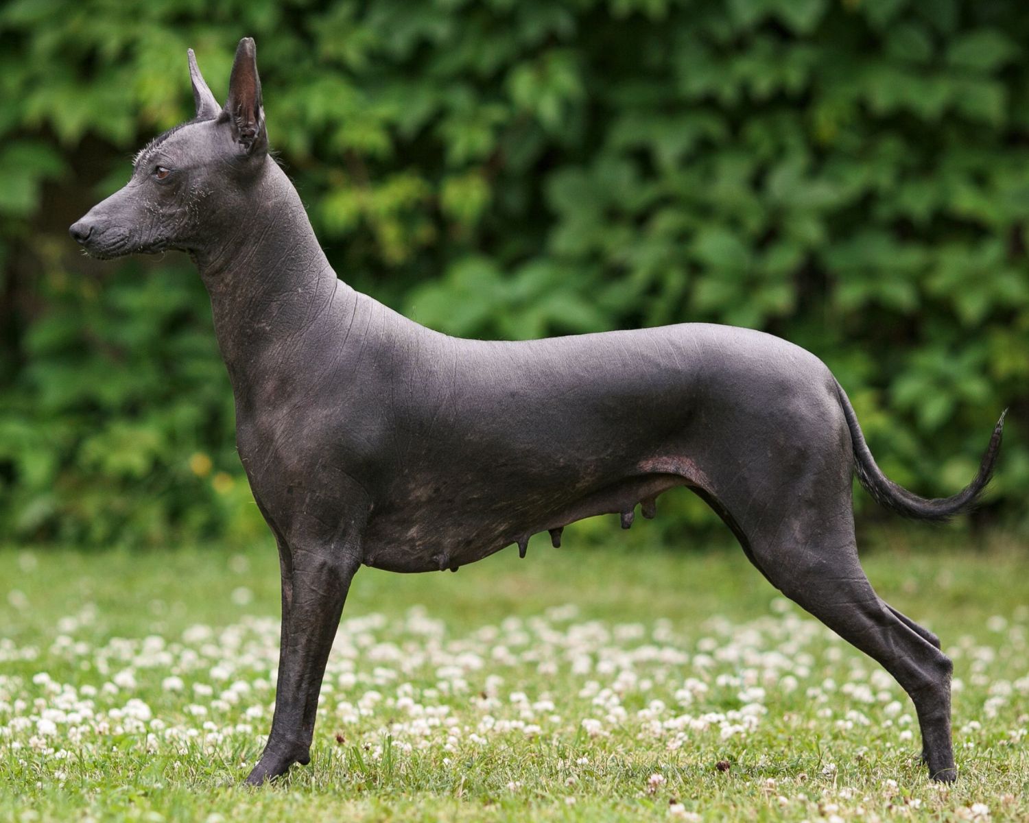 18-captivating-facts-about-xoloitzcuintli-mexican-hairless