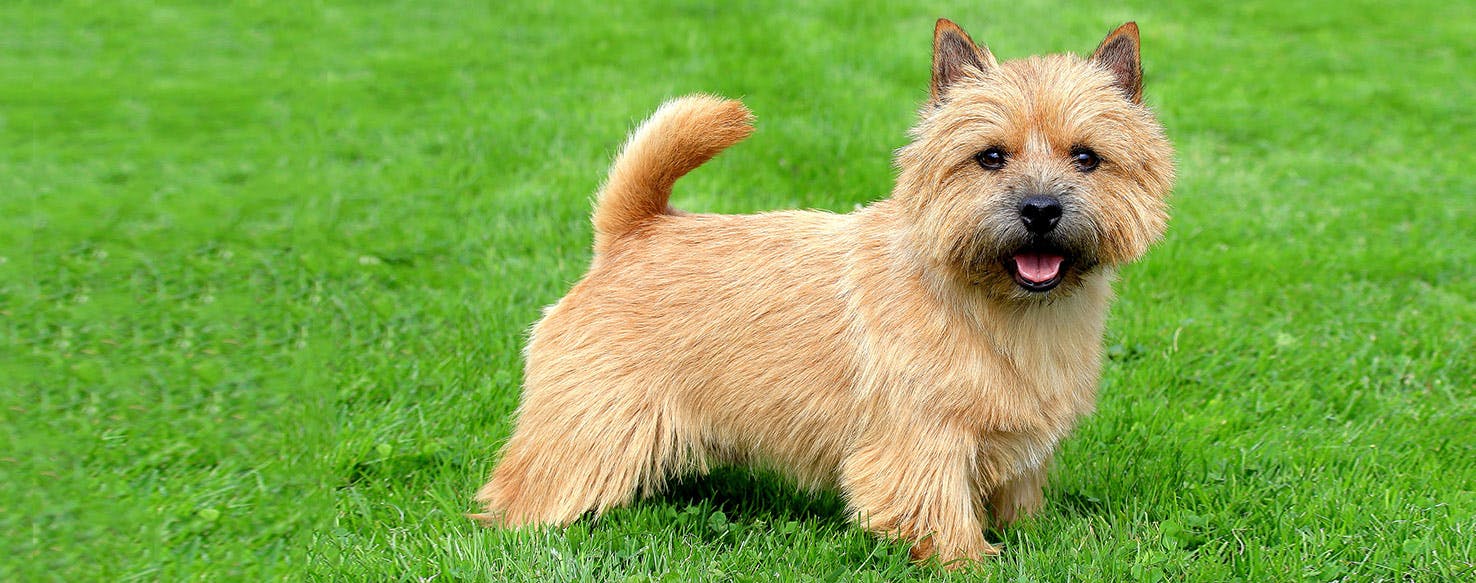 18-extraordinary-facts-about-norwich-terrier