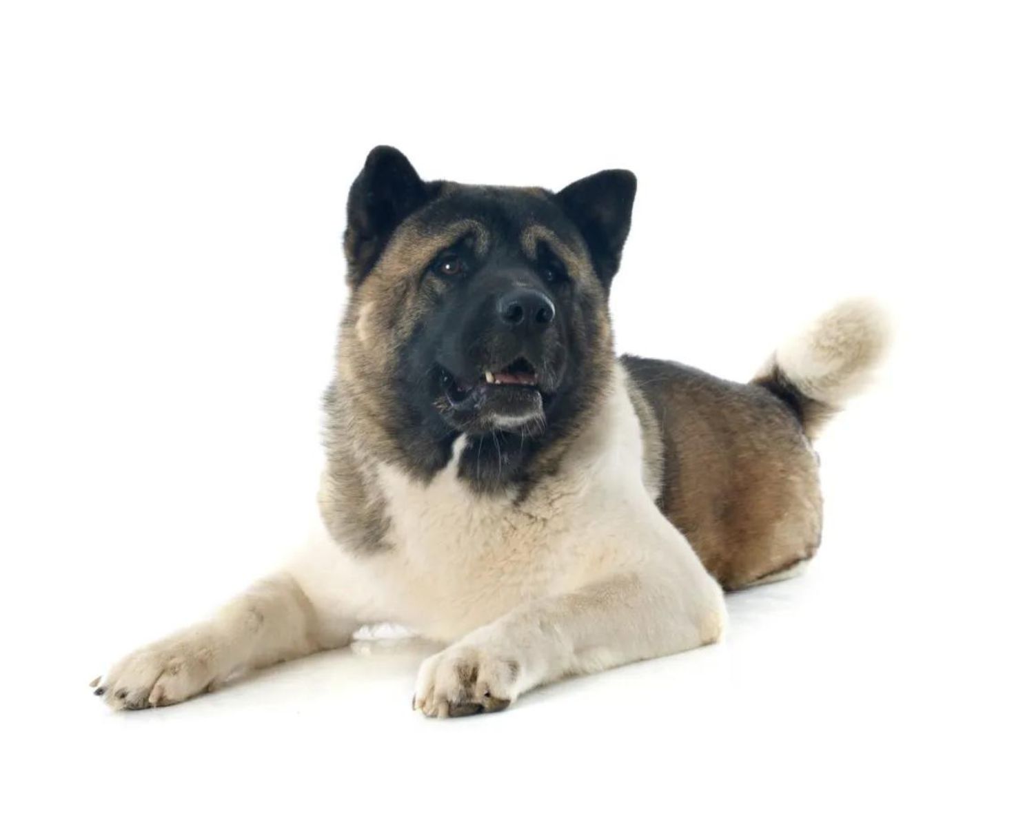 18-fascinating-facts-about-akita