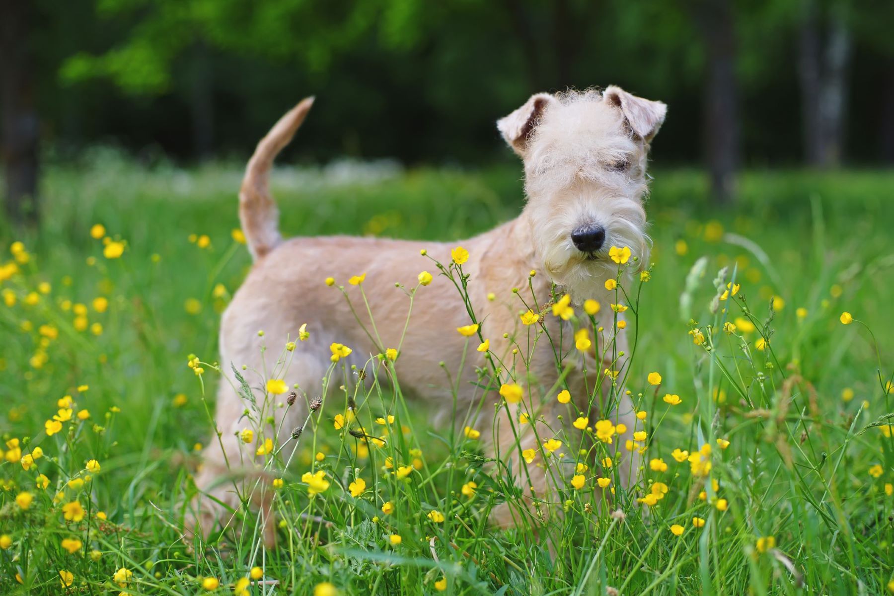 18-fascinating-facts-about-lakeland-terrier