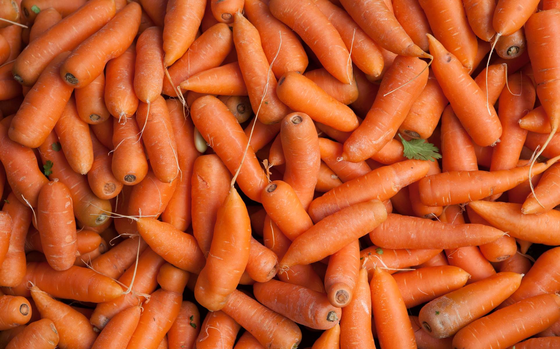 18-interesting-facts-about-carrots