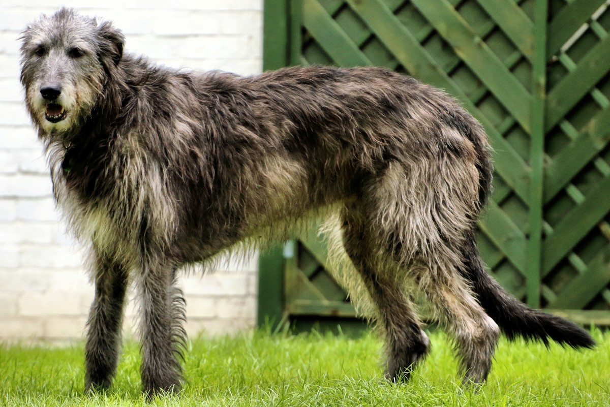 18-intriguing-facts-about-irish-wolfhound