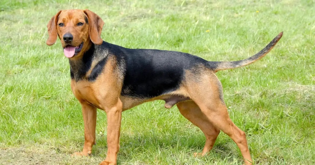 18-intriguing-facts-about-serbian-hound