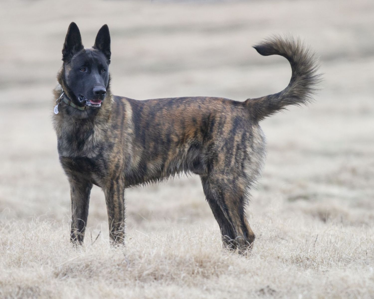 18-mind-blowing-facts-about-dutch-shepherd