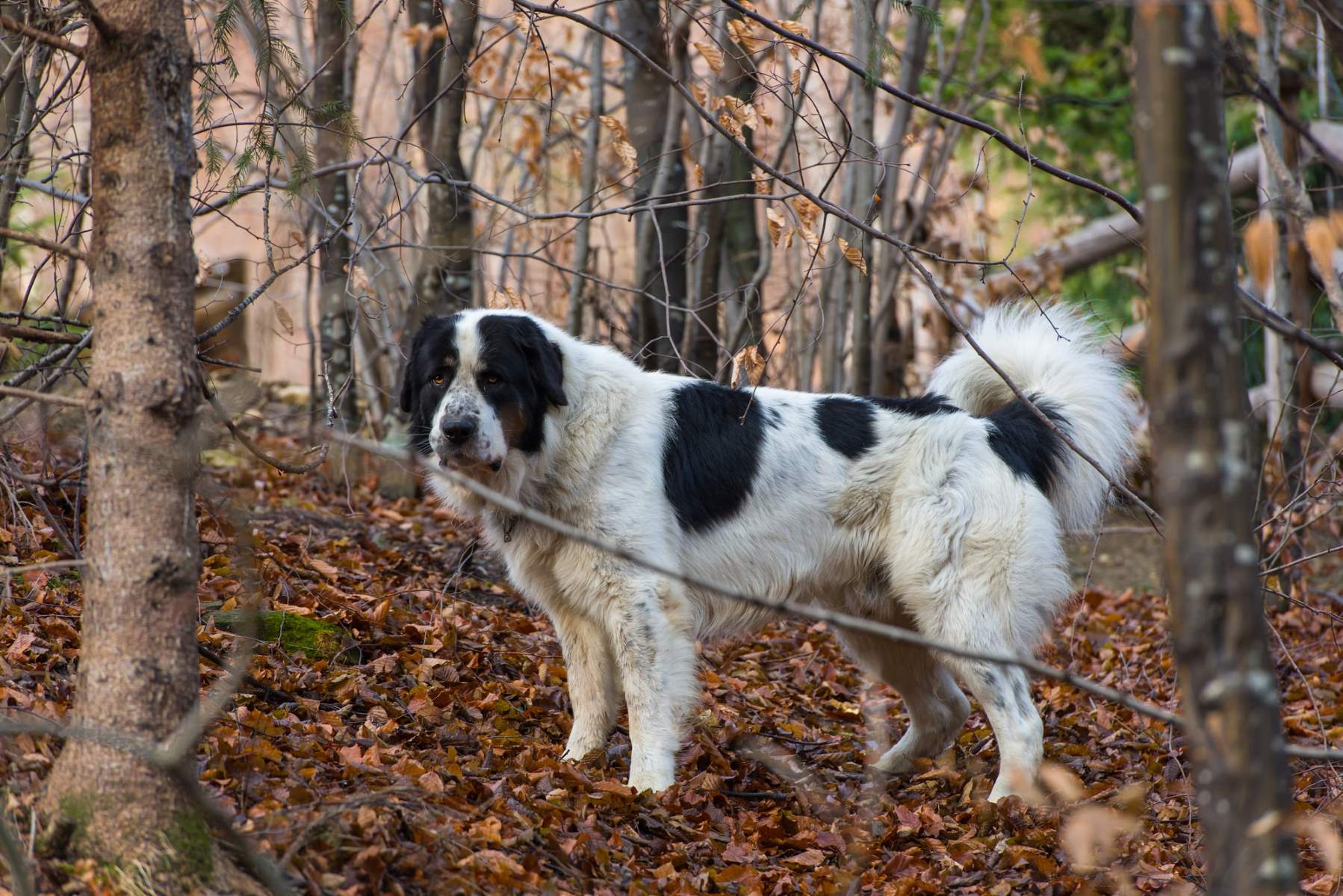 18-surprising-facts-about-bucovina-shepherd-dog