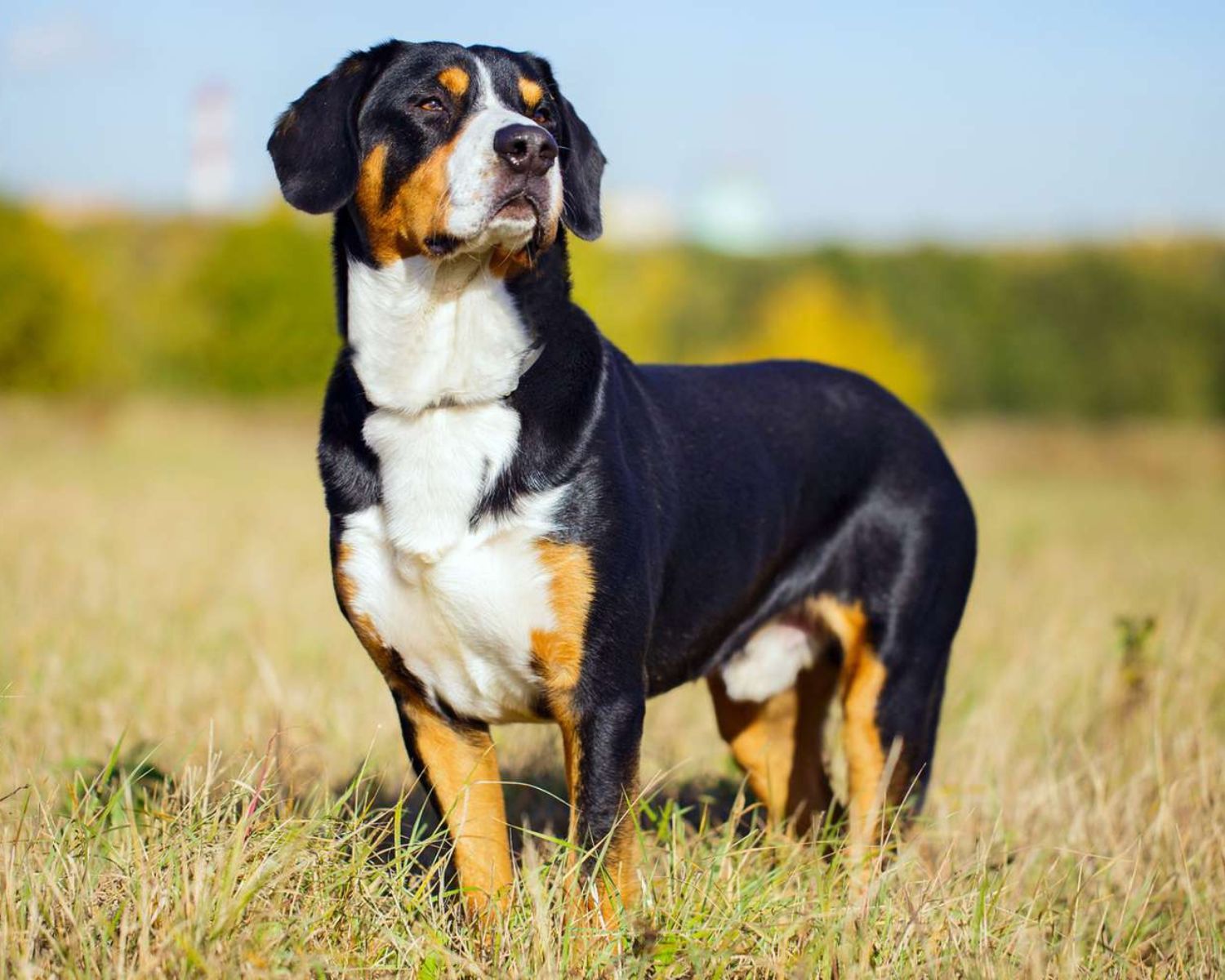 18-unbelievable-facts-about-entlebucher-mountain-dog