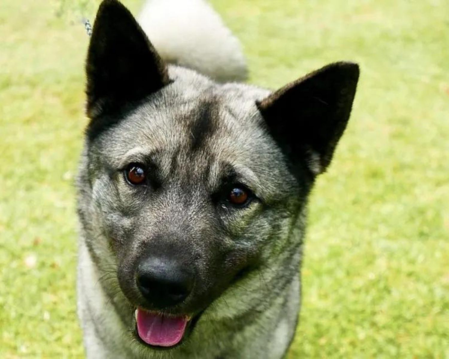 19-captivating-facts-about-norwegian-elkhound