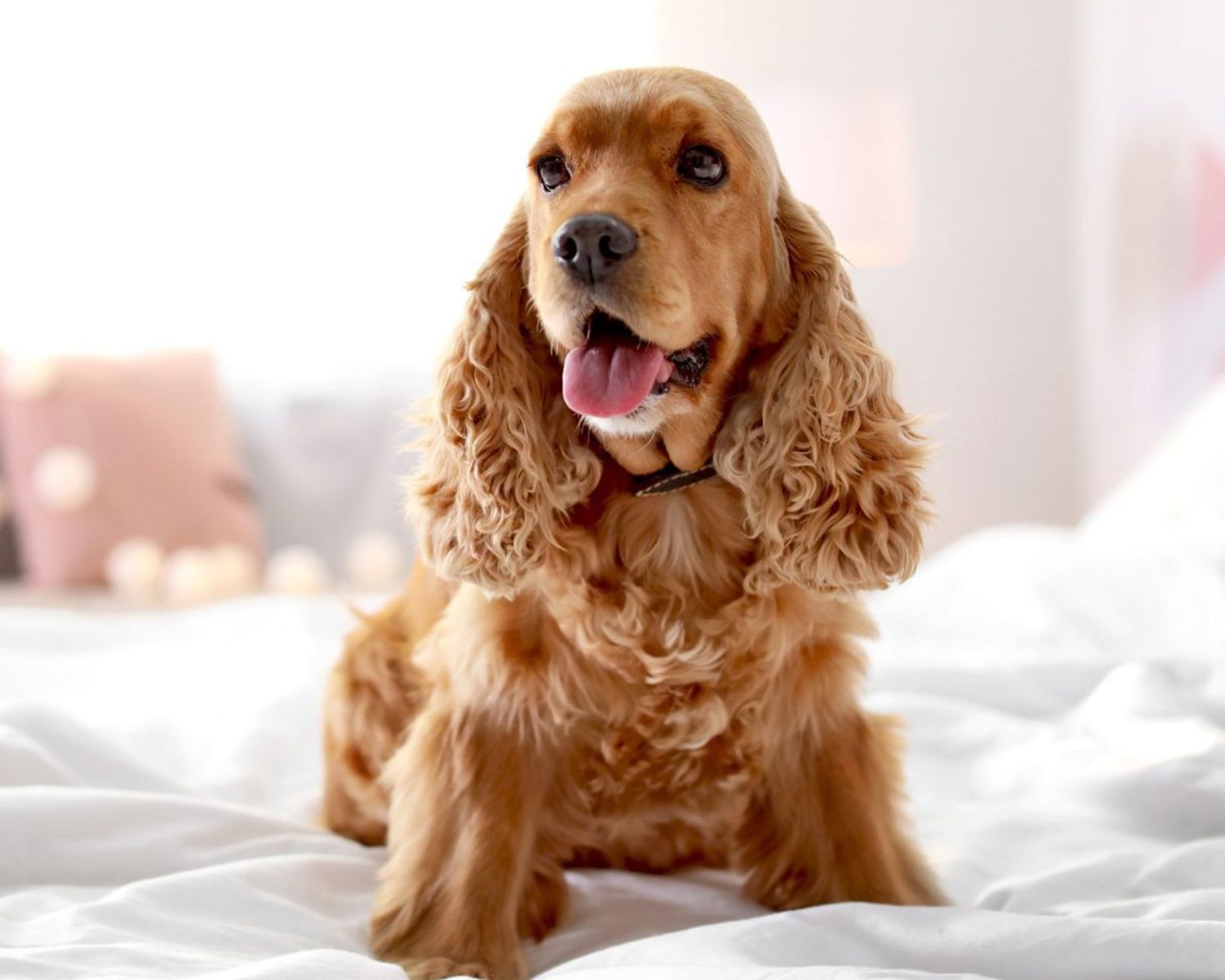 19-enigmatic-facts-about-cocker-spaniel