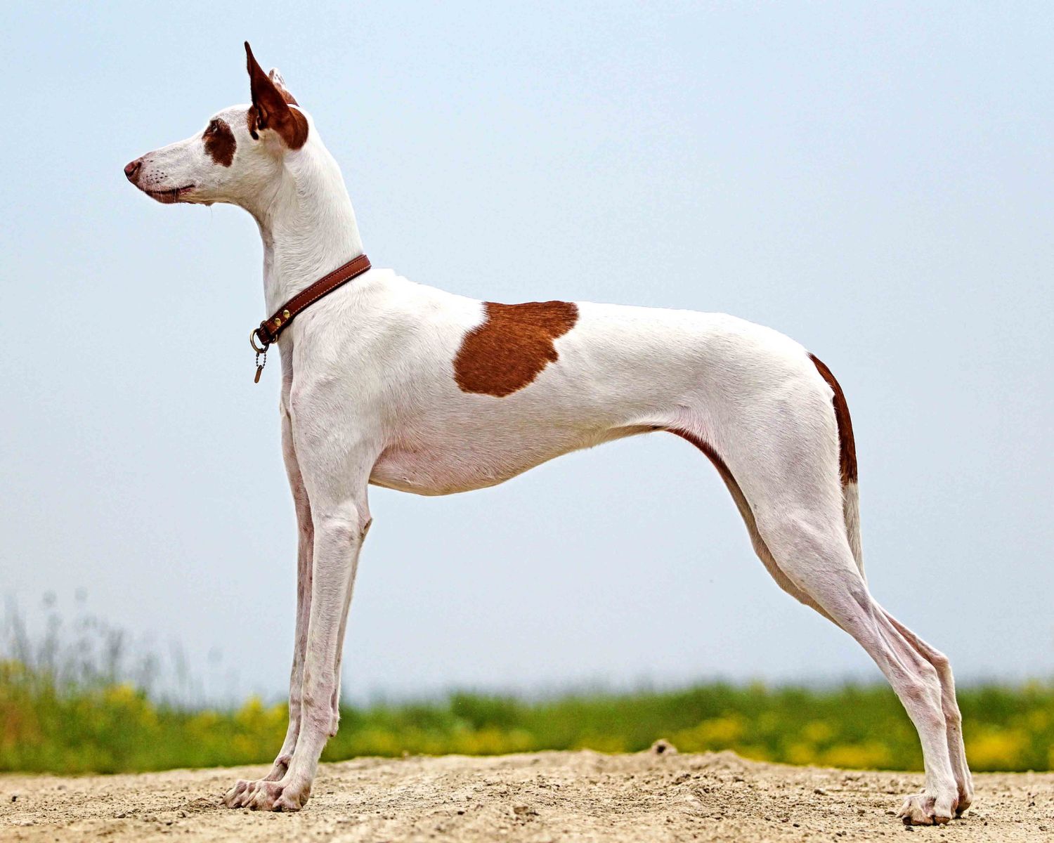 19-extraordinary-facts-about-ibizan-hound