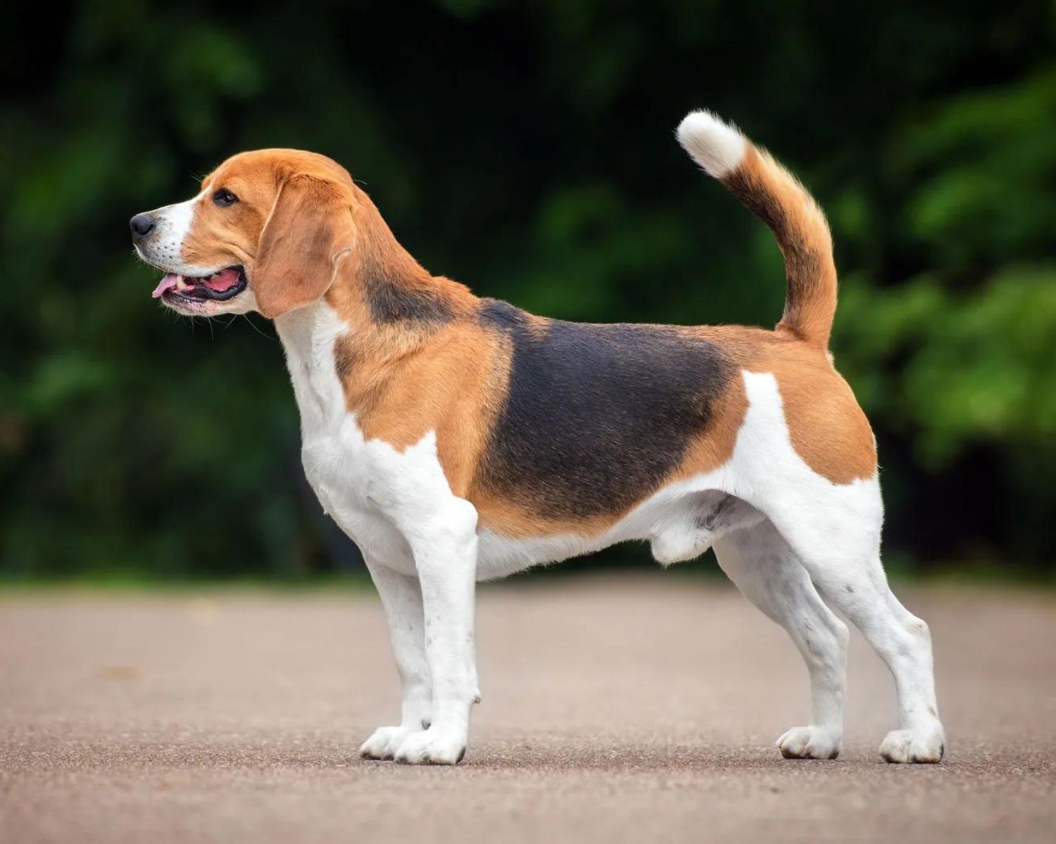 19-fascinating-facts-about-beagle
