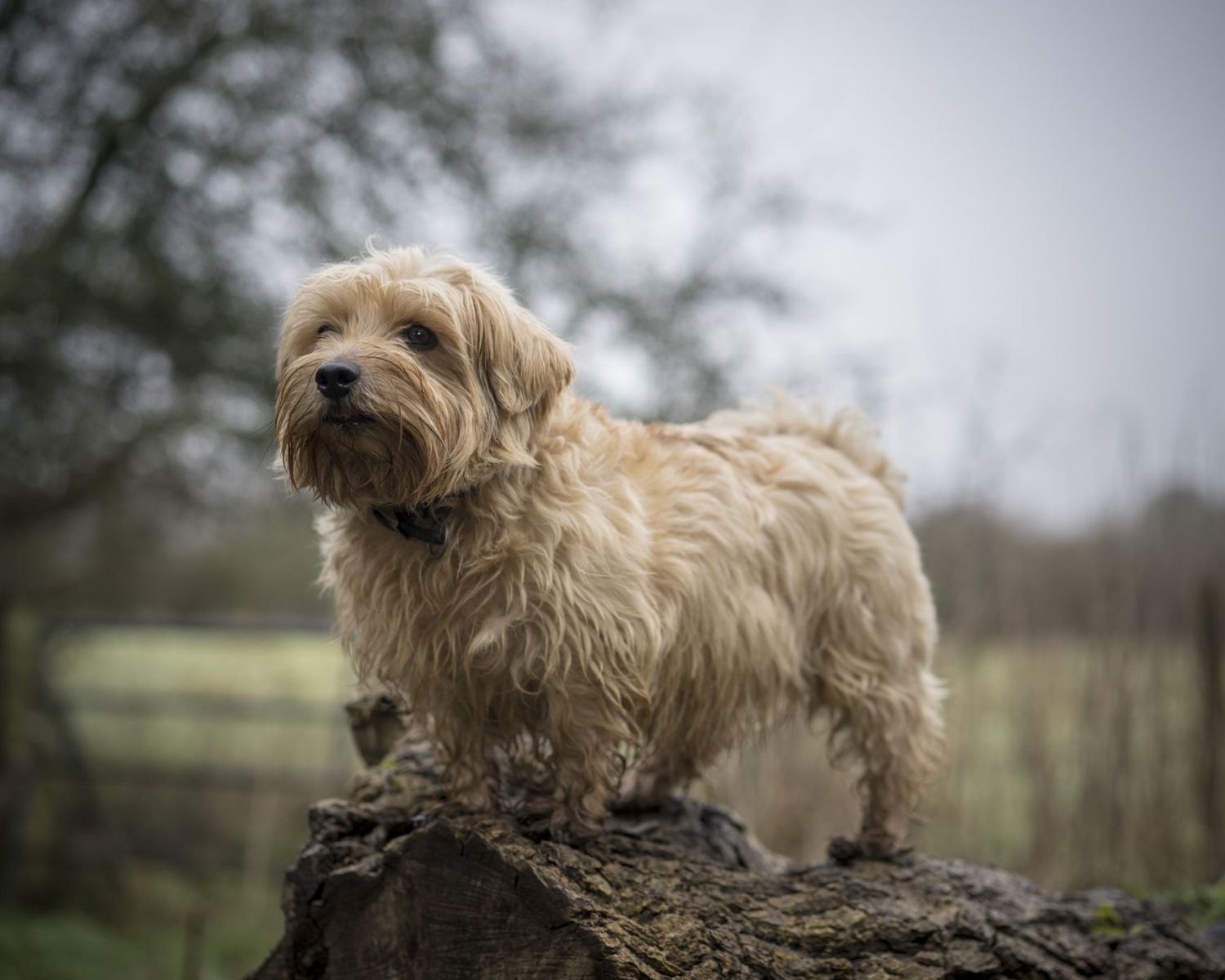 19-fascinating-facts-about-norfolk-terrier