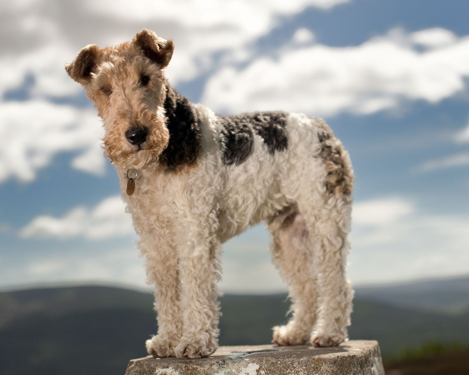19-fascinating-facts-about-wire-fox-terrier