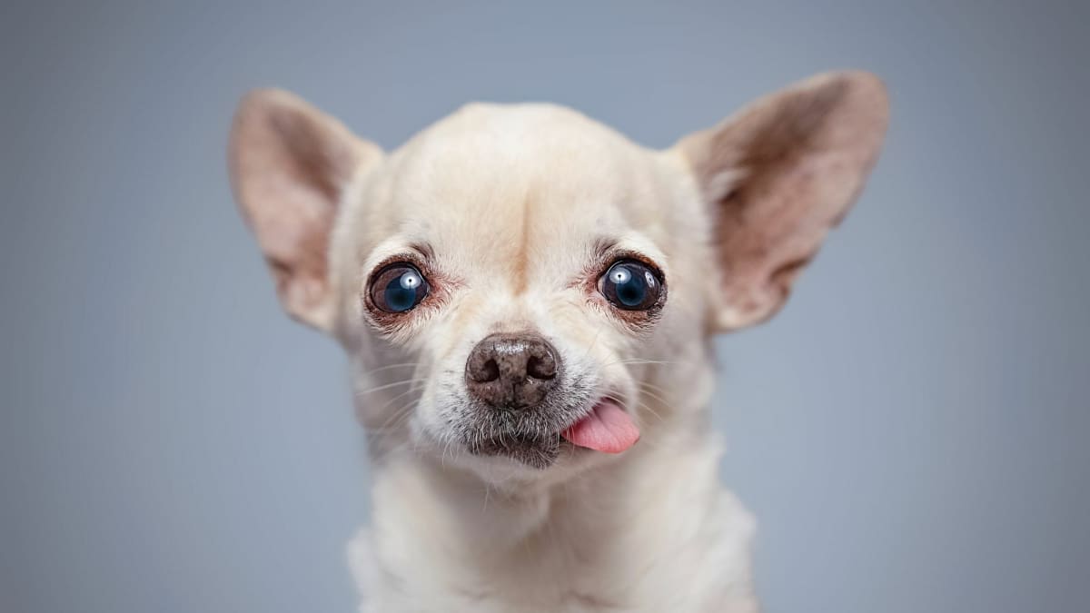 19-mind-blowing-facts-about-chihuahua