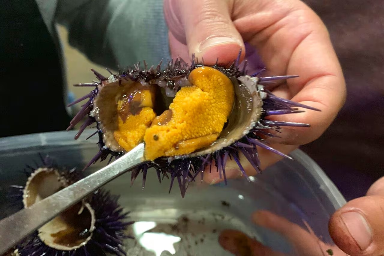 19-sea-urchin-nutrition-facts