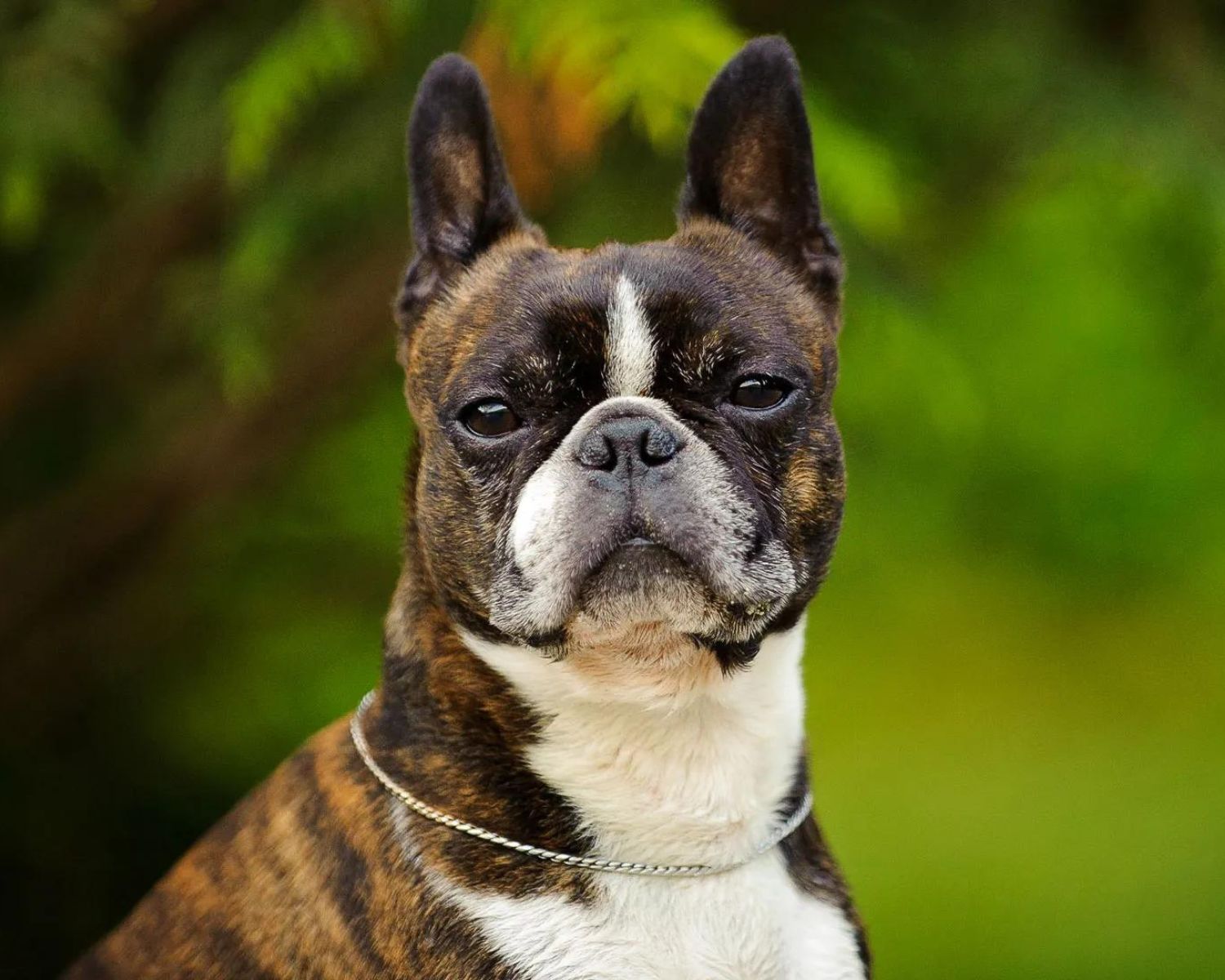 19-surprising-facts-about-boston-terrier