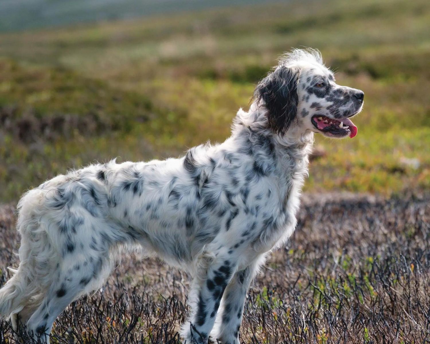 19-unbelievable-facts-about-english-setter
