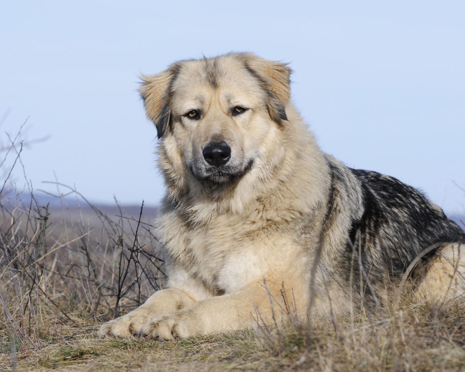 19-unbelievable-facts-about-georgian-shepherd-dog