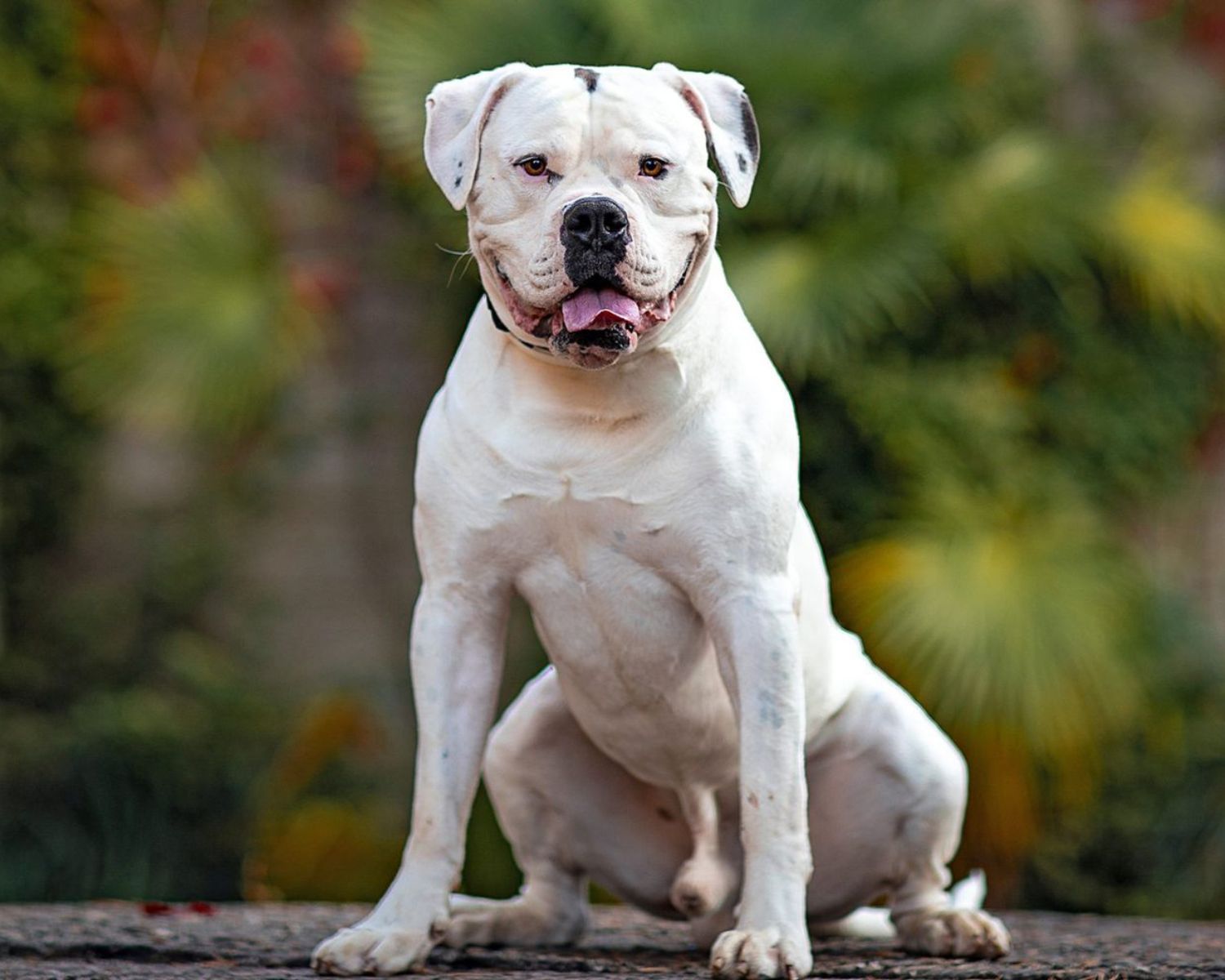 20-astounding-facts-about-american-bulldog