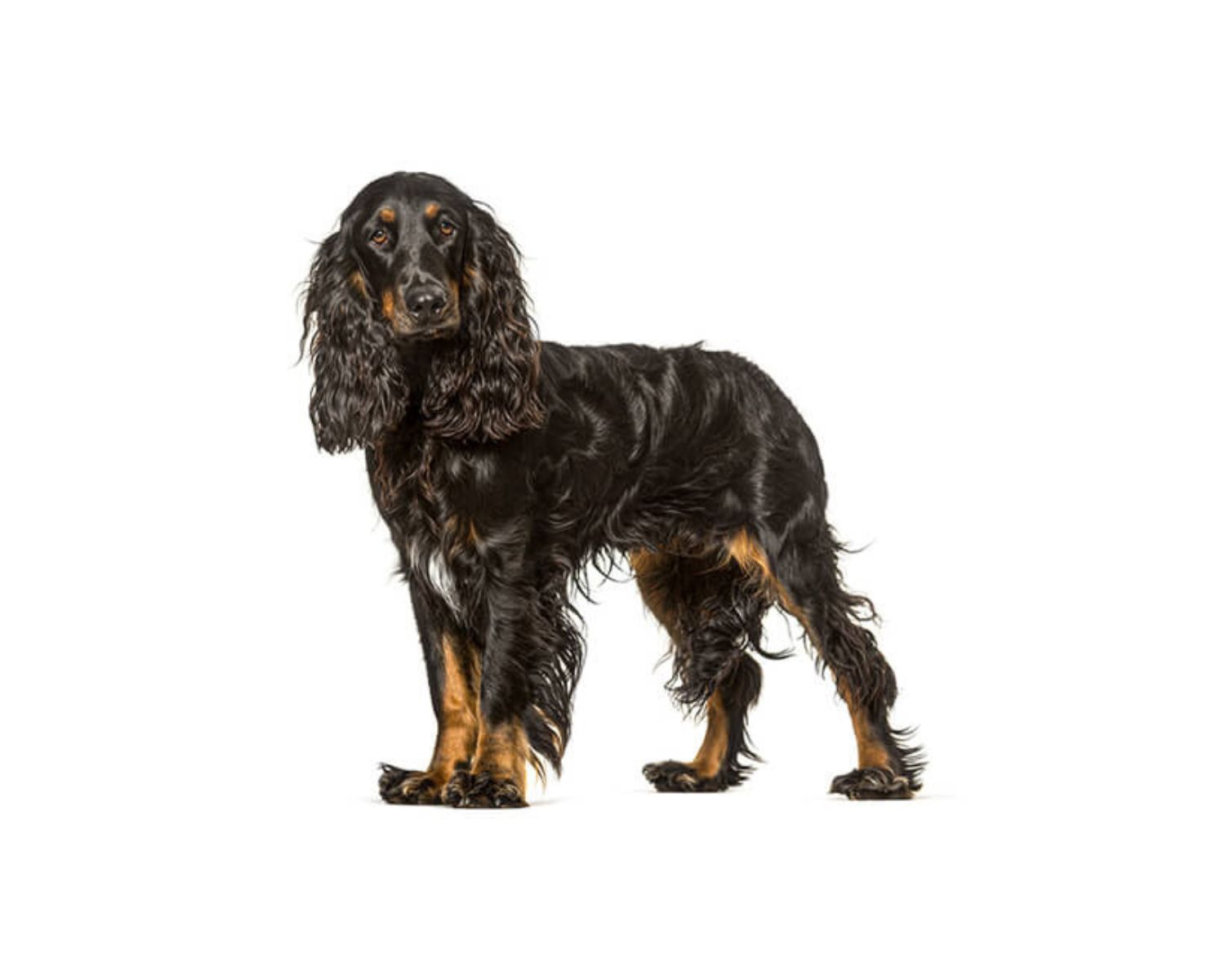 20-astounding-facts-about-field-spaniel