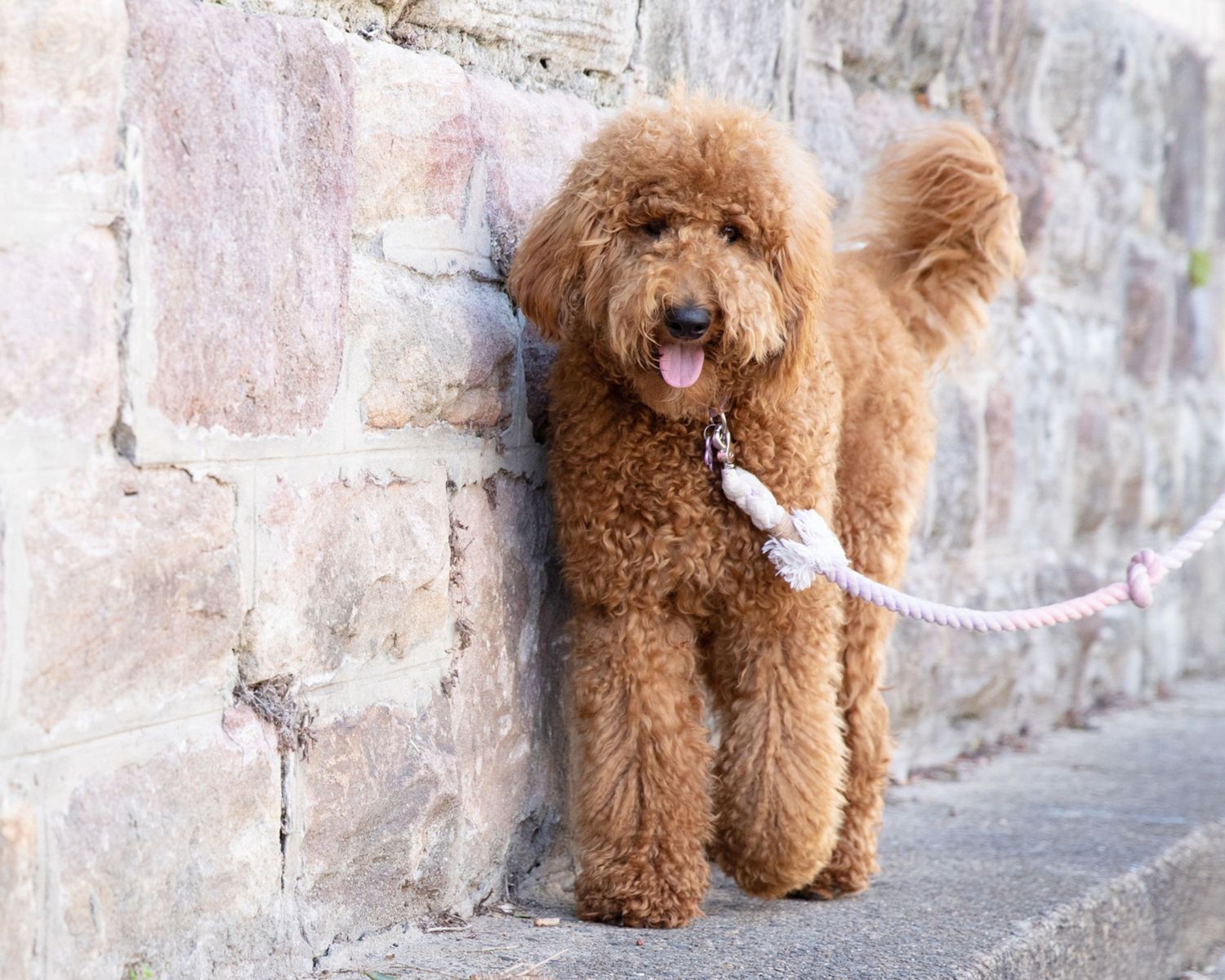 20-astounding-facts-about-goldendoodle