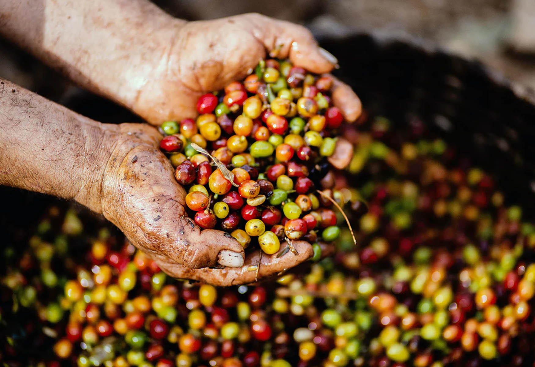 20-colombian-coffee-facts
