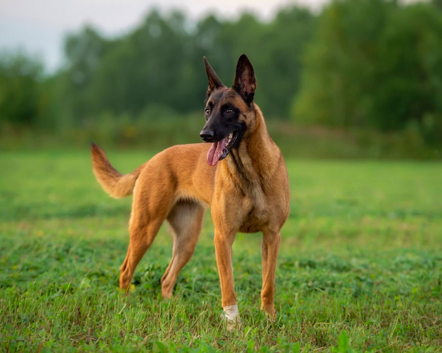 20-enigmatic-facts-about-belgian-malinois