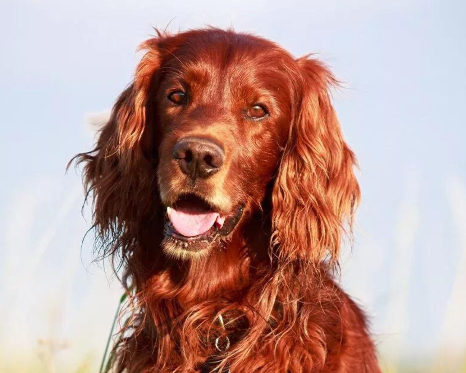 20-enigmatic-facts-about-irish-setter