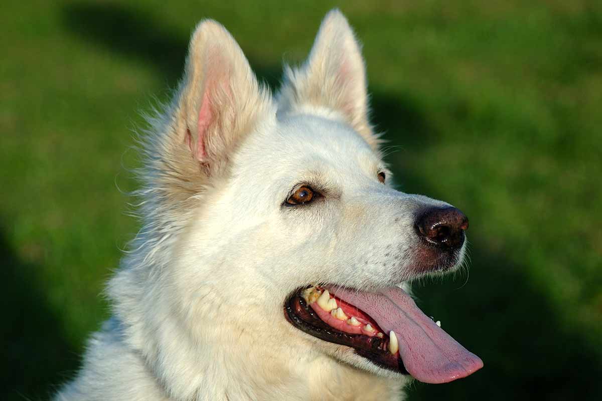20-enigmatic-facts-about-white-shepherd