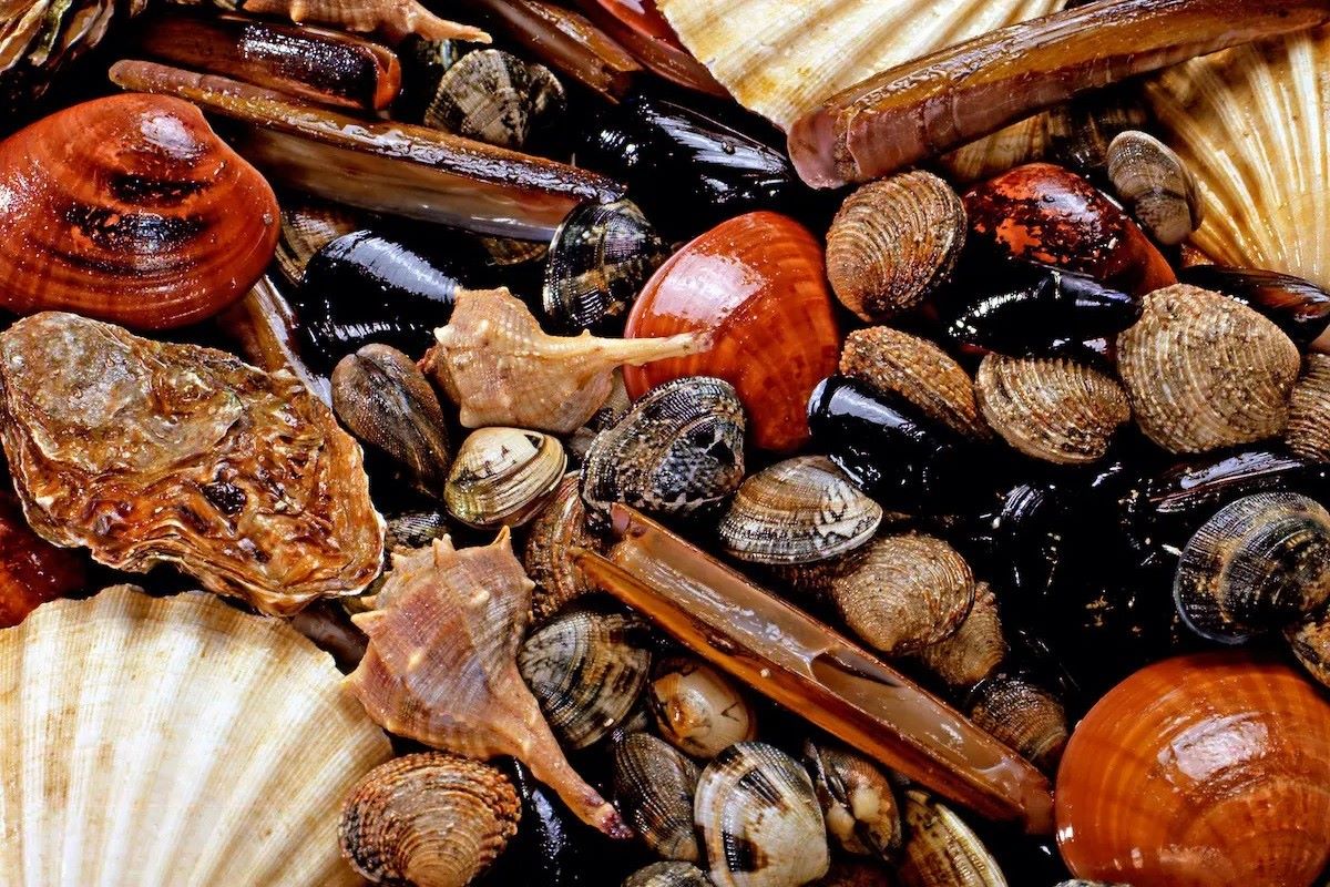 20-facts-about-shellfish