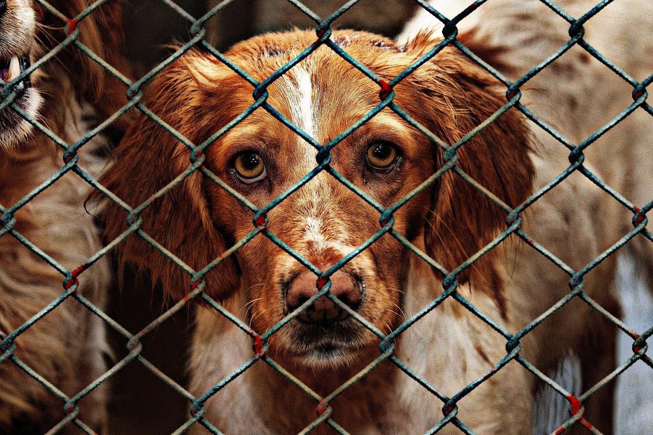 20-fascinating-facts-about-strings-for-shelters