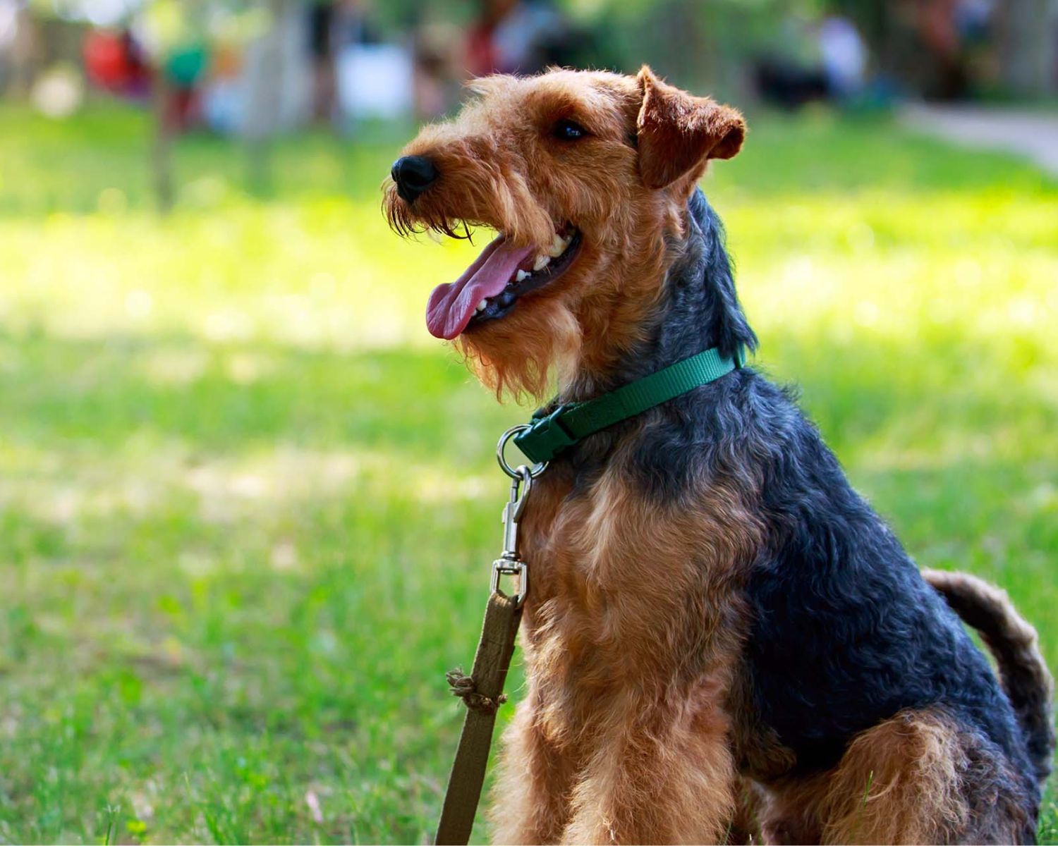 20 Fascinating Facts About Welsh Terrier 1699881517 