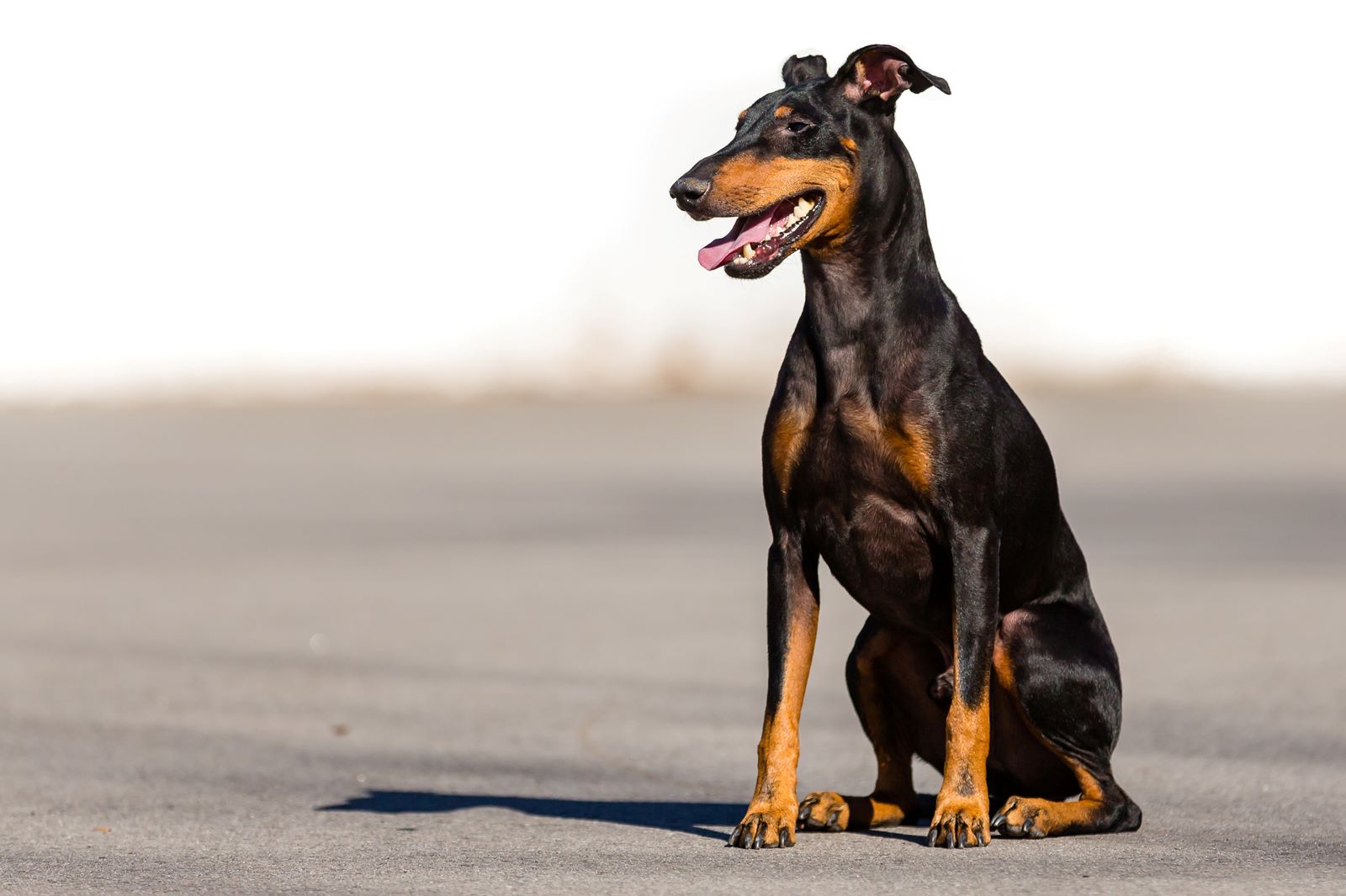 20-intriguing-facts-about-manchester-terrier-standard-toy