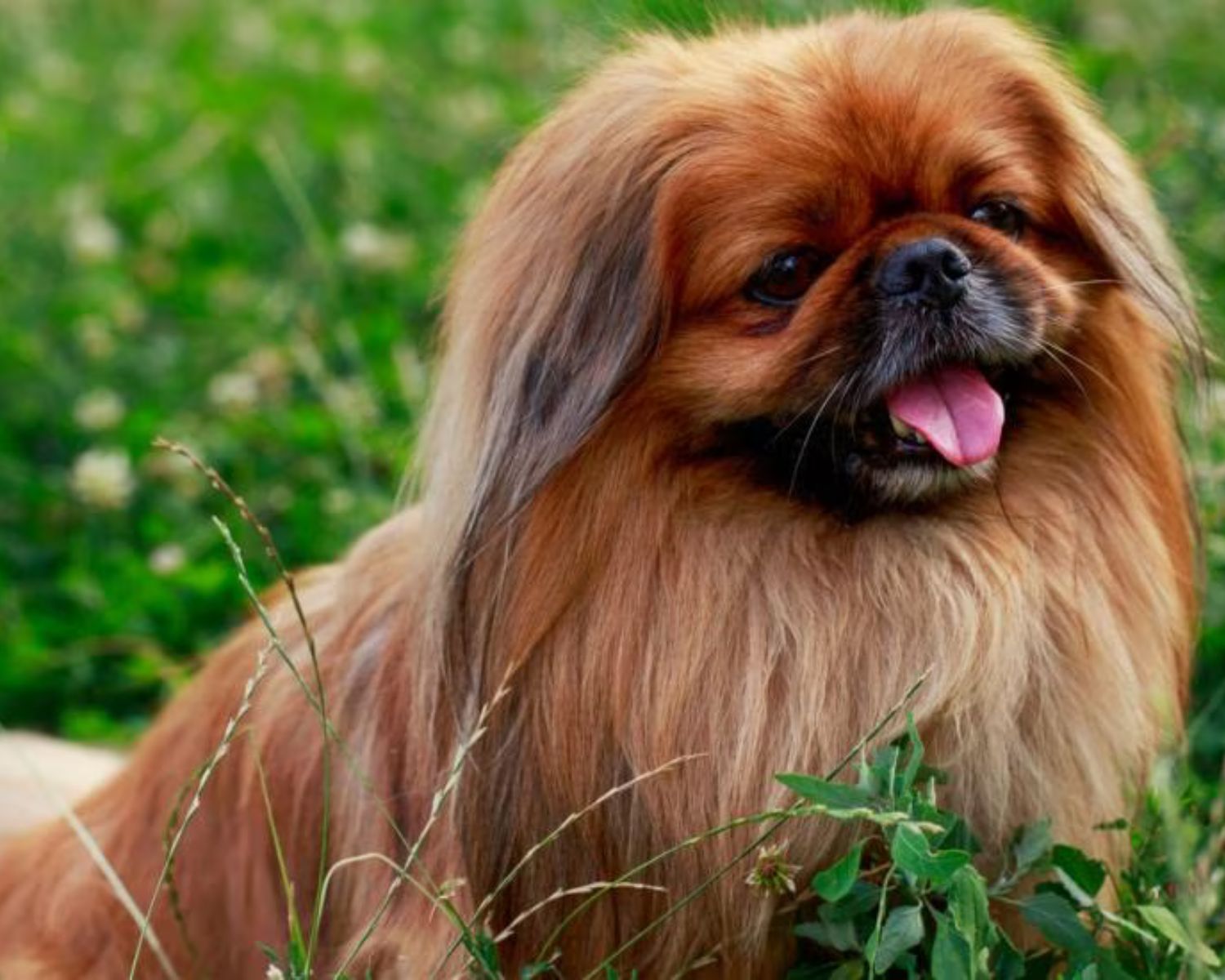 20-intriguing-facts-about-pekingese