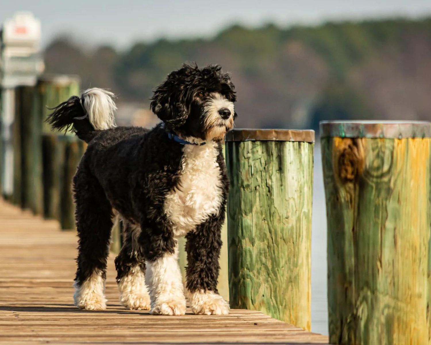 20-intriguing-facts-about-portuguese-water-dog