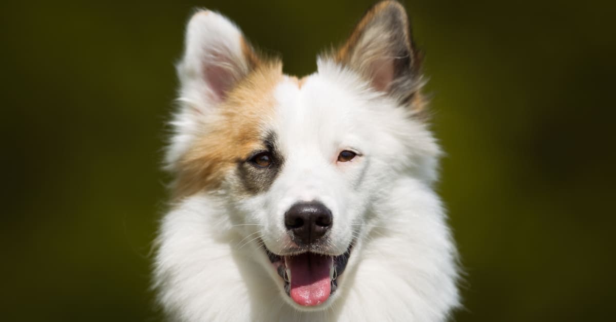 20-mind-blowing-facts-about-icelandic-sheepdog
